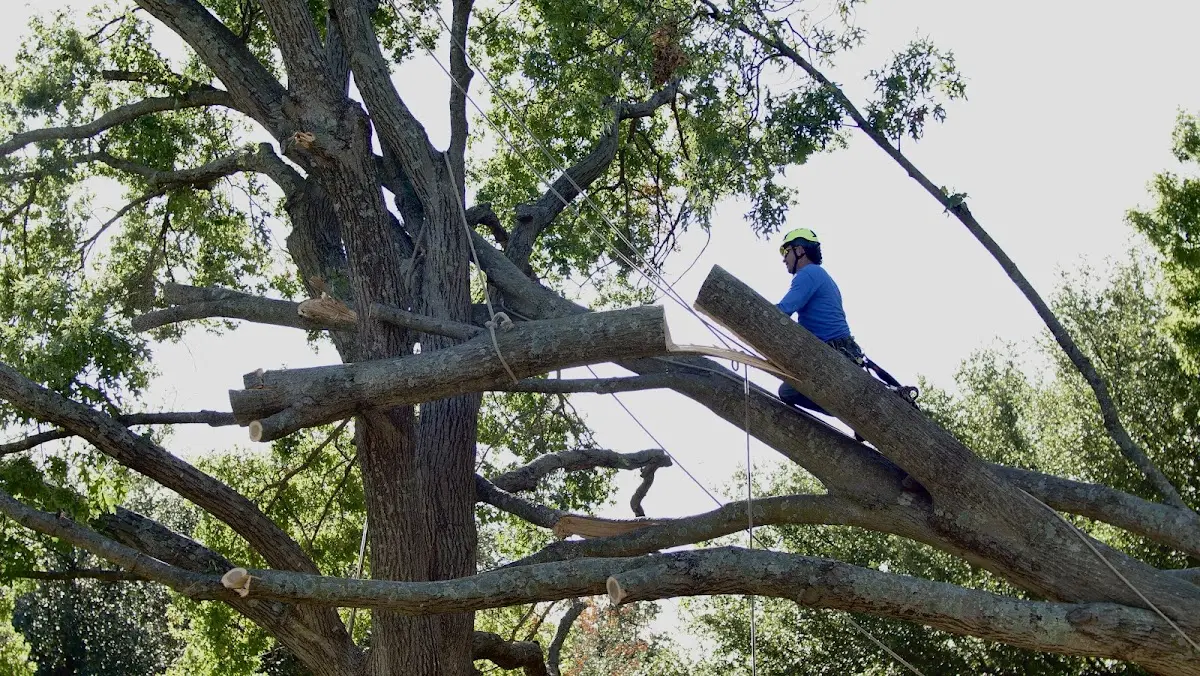 Professional Crown Thinning performed by certified arborists in Rockland