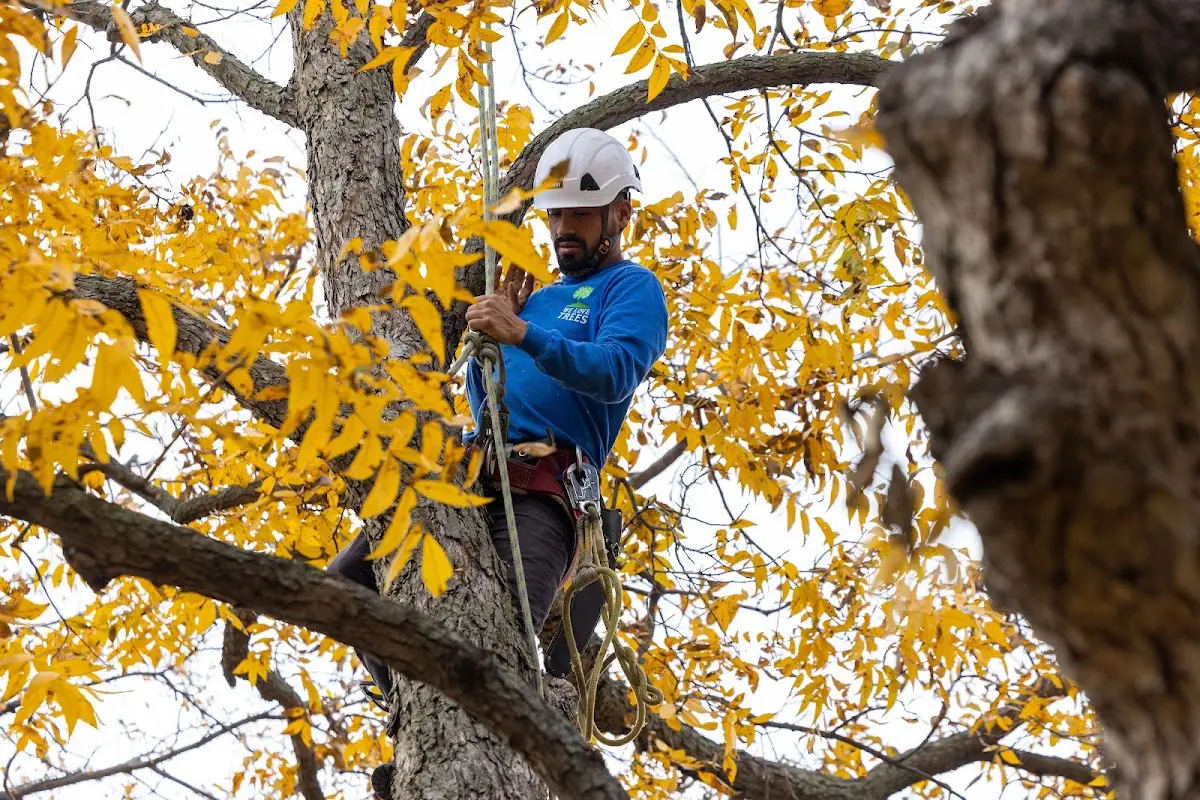Skilled Tree Trimming crew working in Rockland